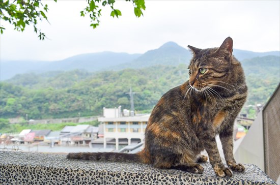 台湾の猴硐 ホウトン 猫村の行き方は ネコたちに癒された