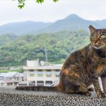 台湾の猴硐(ホウトン)猫村の行き方は？ネコたちに癒された～！