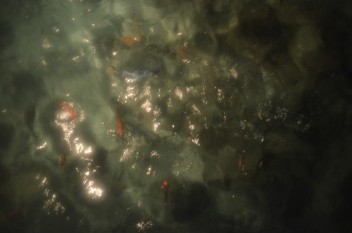 部屋のガラス床から見える魚たち